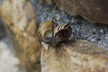 caracol caminando por la pared