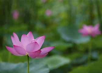 The lotus is in full bloom, in the pond