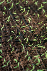 Sprouts of young tomato plants grown in a greenhouse, illuminated by sunlight