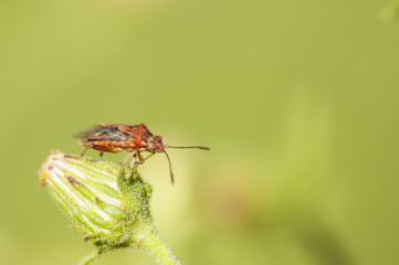 insecto pequeño sobre flor