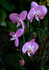 dance orchid 