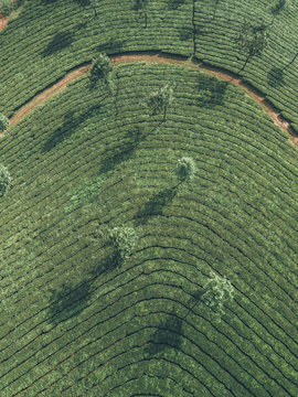 Tea plantation above pattern darjeeling