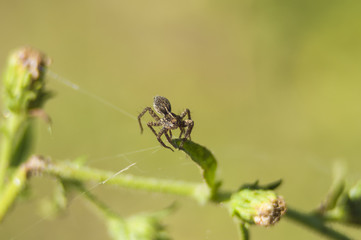 araña, insecto pequeño