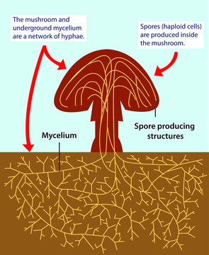 Hyphae Images Browse 28 292 Stock Photos Vectors And Video Adobe Stock