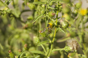 abeja silvestre sobre flor