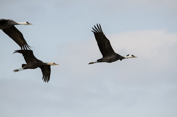 Fototapeta na wymiar Hooded Cranes Flying