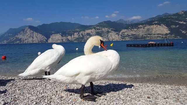 italy, garda lake, malcesine. pet swans