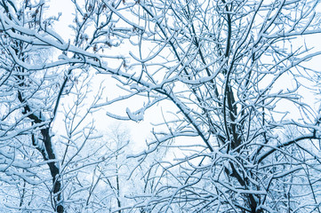 Obraz premium Winter morning in Moscow. Snow covered trees in the city. The view from the window after a heavy snowfall.