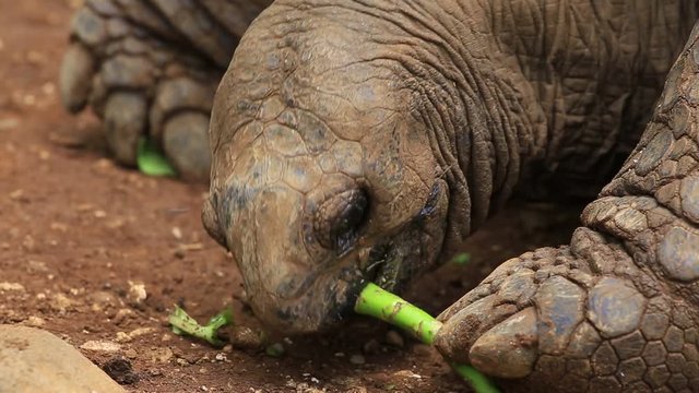 Giant turtles, dipsochelys gigantea in island Mauritius , Close up