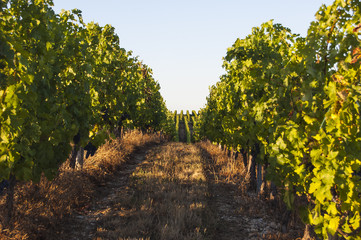 Fototapeta na wymiar fila de viñas con uvas