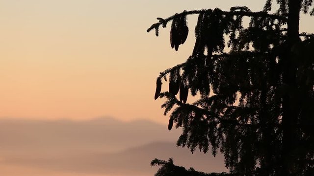 Silhouette of a Christmas tree with cones during the dawn against the backdrop of the Carpathian mountains in summer. Ukraine