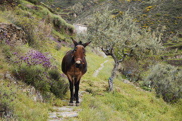 horse on the road next to an olive grove