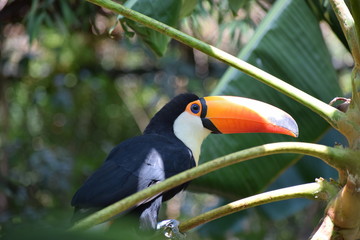 Giant toucan (Ramphastos toco) in the forest, exotic south american bird