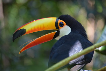 Giant toucan (Ramphastos toco) in the forest, exotic south american bird