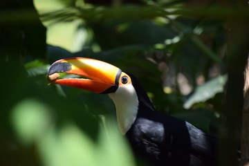 Naklejka premium Giant toucan (Ramphastos toco) in the forest, exotic south american bird