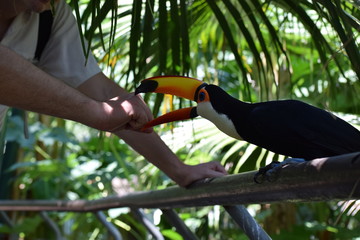 Giant toucan (Ramphastos toco) fighting with a visitor at the zoo © Chris Peters