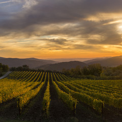 vineyards in tuscany