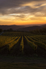 vineyards in tuscany