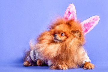 A very nice small Pomeranian puppy with rabbit ears on the blue background, isolated.