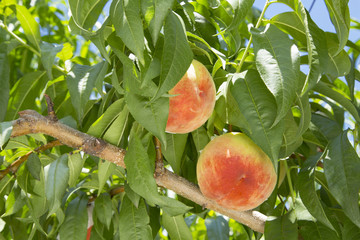 Peach orchard in Yamanashi