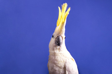 A white cockatoo parrot on the blue background, close up, isolated.