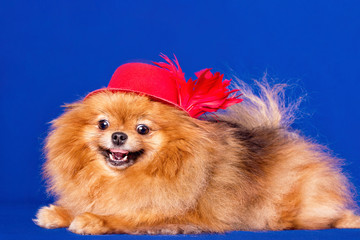A cute Pomeranian doggy lying on the blue background, smiling with a red hat on.