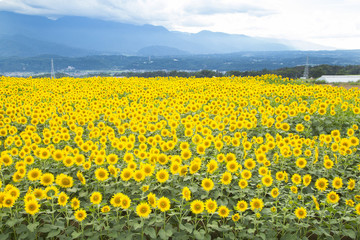 Akeno Sunflower Festival