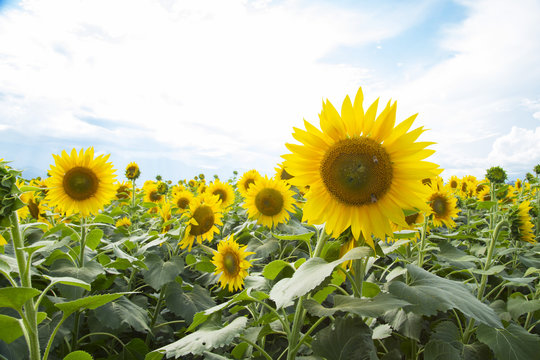 Akeno Sunflower Festival