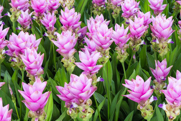 Rose pink curcuma hybrid