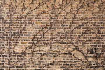 Weathered Wall with Winter Vines