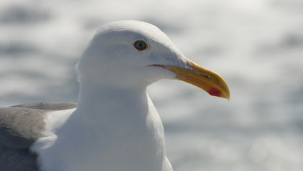 Seagull at rest with white water in background