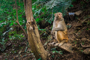 Monkey relaxing in nature at Zhangjiajie park