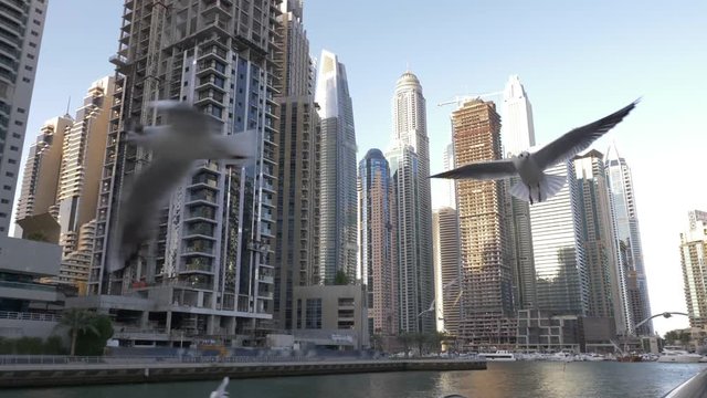 Seagull on quay. Seagulls fly above quay at skyscrapers background. Dubai marina district. Dubai city Arab Emirates.