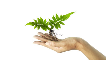 Fern with roots in female hand (without soil), Plant float on hand, isolated on white background, with clipping path
