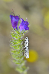 mottled butterfly on living