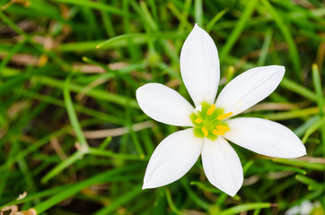 small white daisy flower with highlighted petals with green background and top view. copy space.