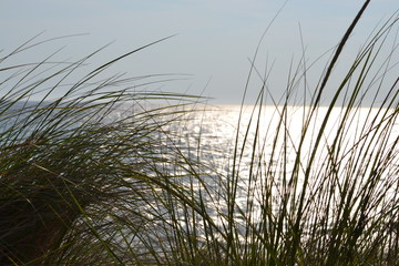 sea grass blowing in the wind by the lake