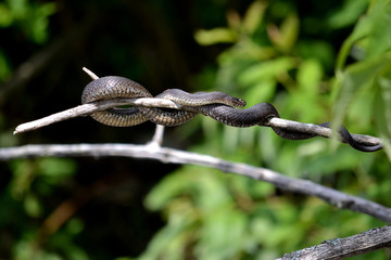 water snake twisted around a tree branch