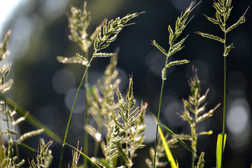 tall wheat grass in a countryside field