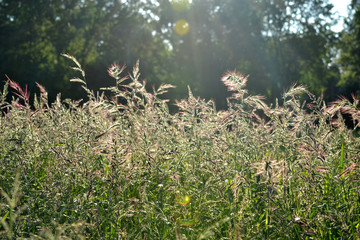 Wheat grass blowing in a field on a sunny day
