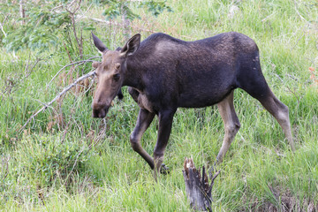 Fototapeta premium Shiras Moose of The Colorado Rocky Mountains