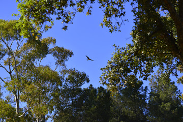 window formed by branches with eagle flying in the blue sky