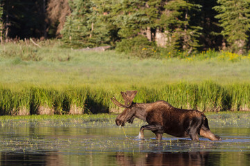 Shiras Moose of The Colorado Rocky Mountains