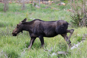 Fototapeta premium Shiras Moose of The Colorado Rocky Mountains