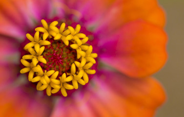 Beautiful Vibrant Macro View of an Orange, Yellow and Pink Flower