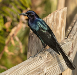 vibrant grackle shows colors in bright sunlight