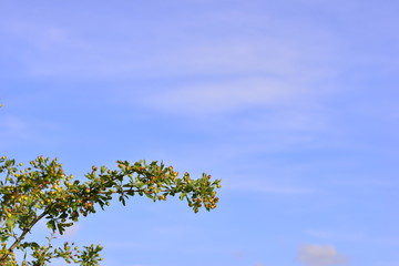 wild bush with clouds and blue sky in the background