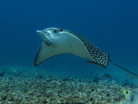 Cheeky Eagle Ray