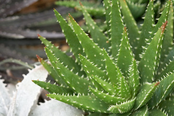 Aloe vera or Star cactus(Aloe barbadensis  Mill) Jelly in Aloe Vera leaves contain many chemicals. Aloe vera or mucus of aloe vera treats burns, hot water, chronic wounds and ulcers. In the aloe vera