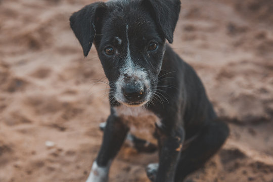 Hundewelpen am Strand Strassenhunde in Goa Indien